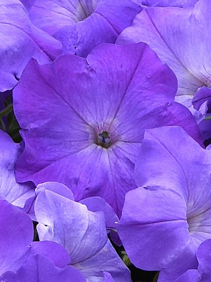 Petunias come in many forms, including this stunning grandiflora variety in a deep, velvety purple. Their large, showy blooms make them a popular choice for adding drama to gardens and containers.