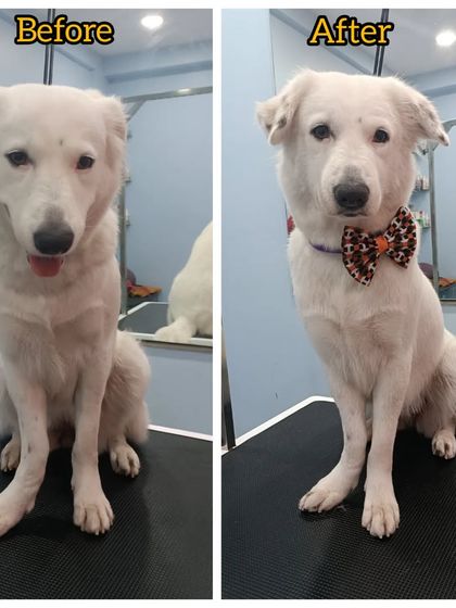 Mamppi Deb - Pet Grooming & Styling Complete Makeovers: Before & After photo 14