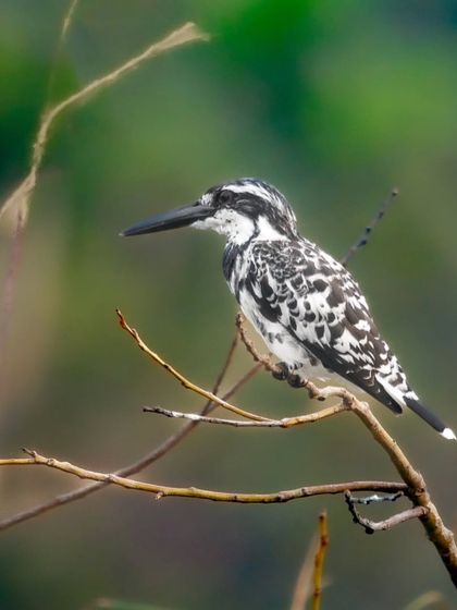 A Pied Kingfisher, known for its ability to hover over water before diving for fish, perches delicately on a thin branch. Its black and white plumage provides a stark contrast to the soft green background.