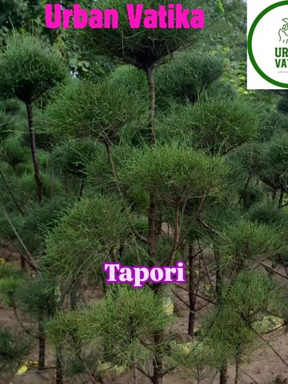 A collection of pine topiary trees, with their branches shaped into distinct pads.