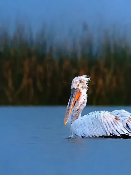 The Dalmatian Pelican, with its wonderfully disheveled crest, reminds me of a certain politician's hairstyle. I captured this one in the beautiful morning light on Nalsarovar lake, its form standing out against the deep blue water.