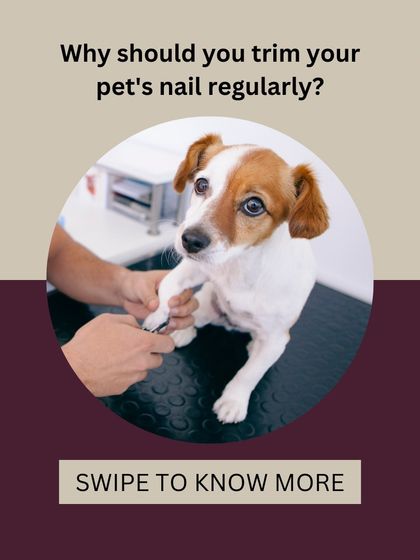 Why should you trim your pet's nails regularly? This series explains the important health and comfort reasons behind this crucial grooming task.
