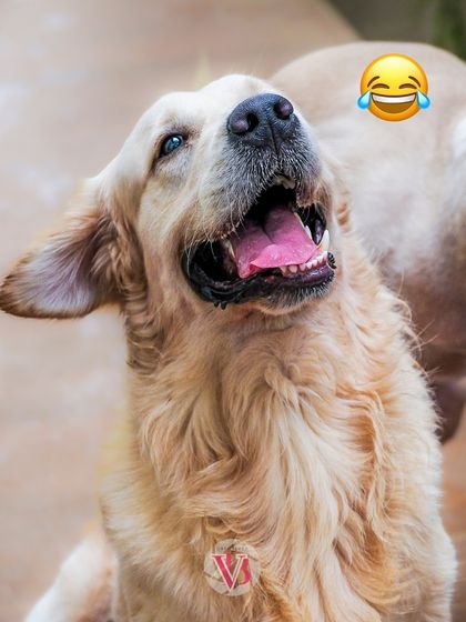 A golden retriever with a laughing emoji. This dog's joyful, open-mouthed expression is infectious.