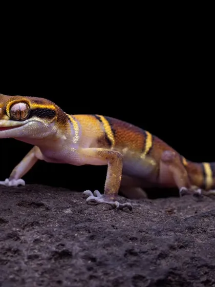 A charming Deccan Banded Gecko cleans its eye with its tongue. Since they lack eyelids, this is a fascinating behavior to observe and photograph, showcasing the unique adaptations of the reptile world.
