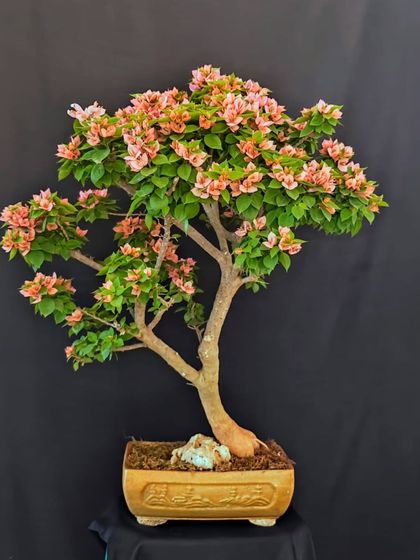 This peach-pink Bougainvillea bonsai, set against a dark backdrop, highlights its delicate color and form. It's a testament to the subtle variations and unique character each tree possesses.