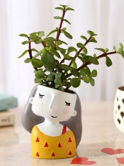 This sweet, girl-faced planter holding a lush Jade plant adds a touch of innocence and charm to any room. It's a wonderful gift that combines artistic design with the beauty of nature.