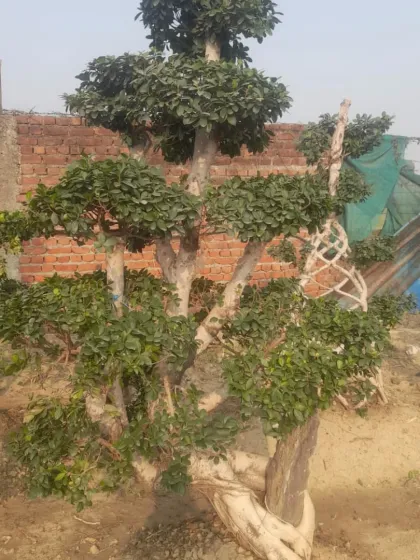 Another example of a large, multi-stemmed Ficus bonsai. The twisting trunks and carefully shaped canopies make it a unique landscaping element.