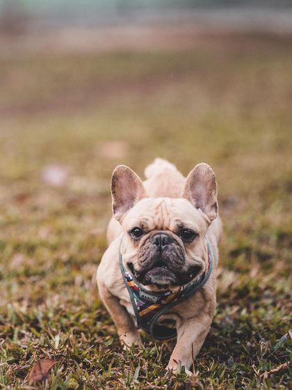 A confident Frenchie on his daily patrol. We provide a safe and stimulating environment where even small dogs can explore and play freely.
