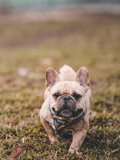 This adorable French Bulldog is having a great time exploring the grounds. Even smaller breeds enjoy the freedom of our cage-free environment.