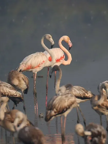 Two Flamingos appear to form a heart shape with their necks. These elegant birds have become an iconic part of Mumbai's winter wildlife scene.