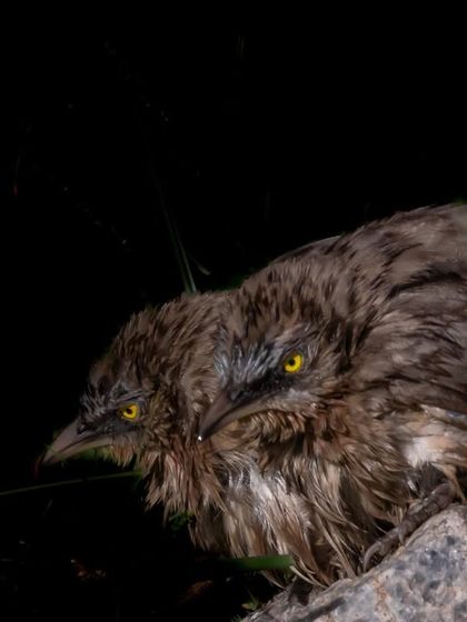 Two Large Grey Babblers with striking yellow eyes sit close together in the dark. The flash photography creates a dramatic, almost menacing portrait, highlighting their intense expressions.