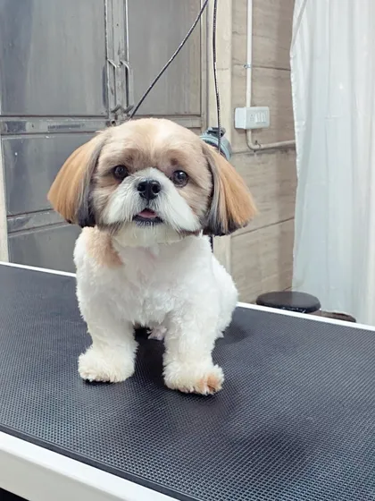 This Shih Tzu's haircut is perfectly shaped to keep the hair out of her eyes while maintaining those adorable long ears.