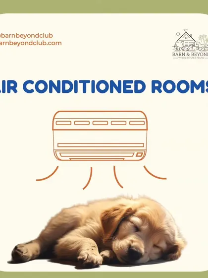 After a long day of play, a good rest is essential. We provide clean and comfortable air-conditioned rooms to ensure your dog has a peaceful and cool place to sleep and recharge for the next day's adventure.