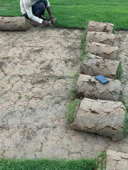 Another view of my team laying down fresh sod rolls. This is the quickest way to get a beautiful, instant lawn.