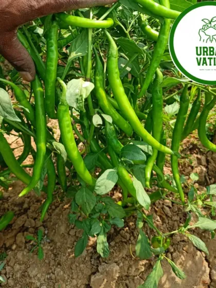 We set up farms for commercial chilli cultivation, selecting high-yield varieties suited to the local climate.