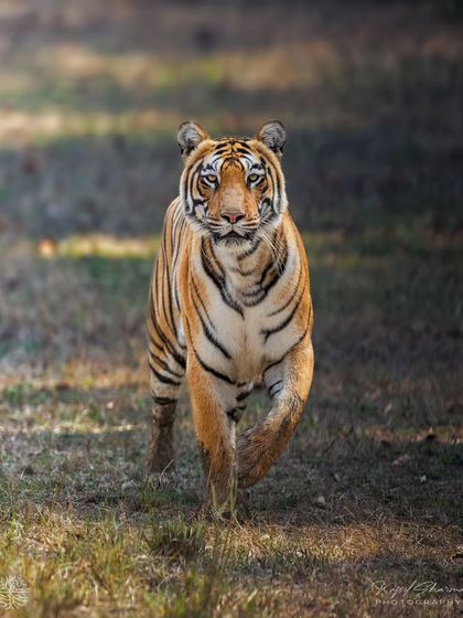 Tigers of India's Jungles photo 49