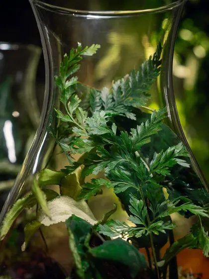 A close-up of the delicate ferns inside a decanter terrarium. The dark background makes the vibrant green foliage pop.