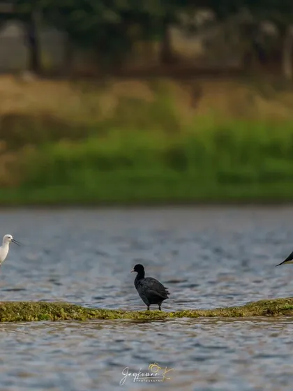 Two Black-winged Stilts and a Eurasian Coot share a small strip of land, showcasing peaceful coexistence.