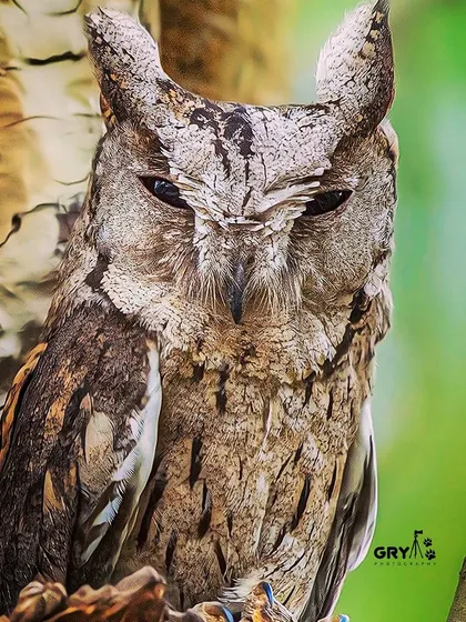 The incredible natural camouflage of an Indian Scops Owl, making it almost one with the tree bark. My work often focuses on how animals adapt to and blend with their surroundings.