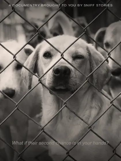 Sniff Stories - Pet Videography Whispering Hearts: Our Shelter Stories photo 3