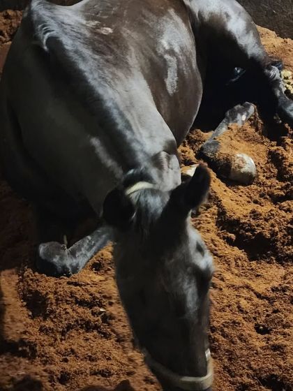 A top-down view showing just how comfortable our horses are in their stables. Proper rest is crucial for their well-being.