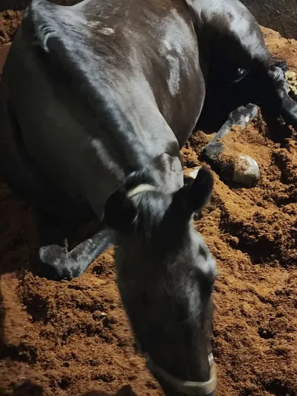 Comfort is key. We use high-quality cocopeat bedding in our stalls, which provides excellent cushioning for the horses to lie down and rest comfortably.