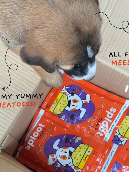 A box full of our Chonky Chimken meals ready for the puppies at the event. We believe every dog, big or small, deserves healthy and delicious food.