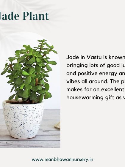 The Jade Plant is known in Vastu for bringing good luck and positive vibes. Its coin-shaped leaves are symbolic of wealth, making it an excellent housewarming gift.