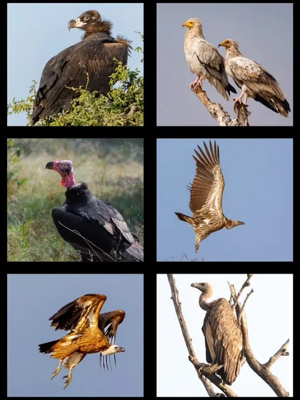 A collage showcasing six of the nine vulture species found in India, including the Cinereous, Egyptian, and Red-headed Vulture. These birds are nature's essential cleanup crew.