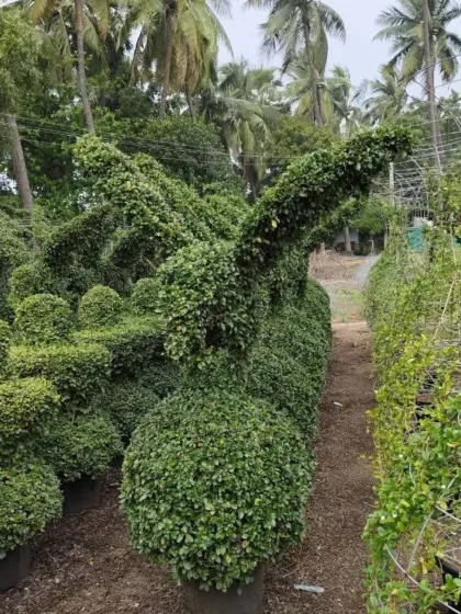 A large rabbit topiary, with its ears perked up, stands in a row at my nursery. This piece shows the level of detail and character I can achieve with living plant sculptures, making it a charming addition to any garden.