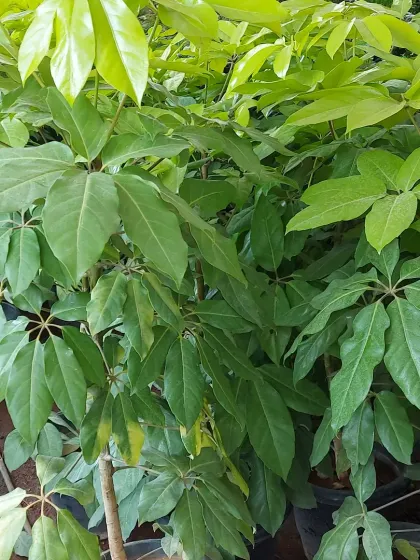 A close-up of the glossy, green foliage of Schefflera plants, showing their healthy condition and readiness for planting.