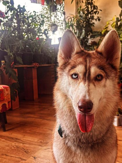 PL Paws - Dog Adoption Services Happy Tails: Our Adoptees in Their Forever Homes photo 92