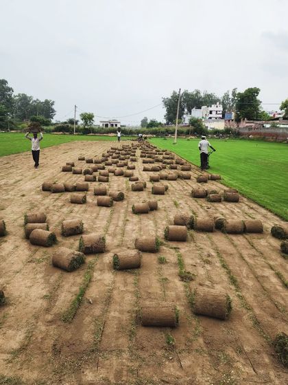 Delhi Gardner - Wholesale Plant & Turf Supply Natural Grass Turf: From Our Farm to Your Project photo 28