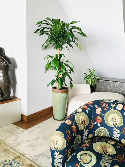 A statement plant can make any corner come alive. This tall Dracaena adds a burst of green that contrasts beautifully with the rich, dark tones of the furniture and the floral armchair, creating a cozy and inviting nook.