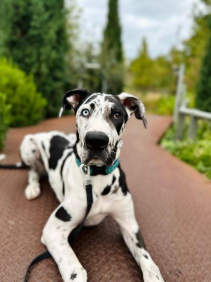 Tulsa Dog Trainer - Immersive Board & Train Programs Board & Train Graduates photo 96