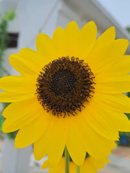 Bhardwaj - Urban Gardening Consultation A Riot of Colorful Flowers photo 53