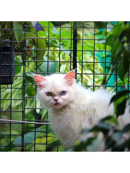 The Cat House - Cat Boarding Our Epic Catio & Play Zone photo 9