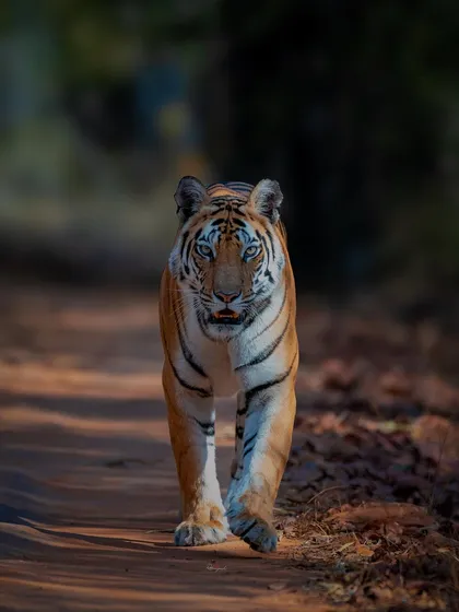 A tigress named Nadhi wali in Bandhavgarh. The way she moves tells a story of confidence and grace.