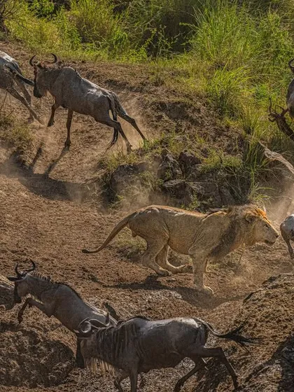 Capturing the Great Migration is about freezing chaos into a story of survival. Here, a lion charges into a herd of wildebeest, and every element tells a tale of instinct and power. My Sony Alpha 1, shooting at 30 fps, allowed me to stop time, capturing the flying hooves and dust, turning a split-second event into a timeless narrative.