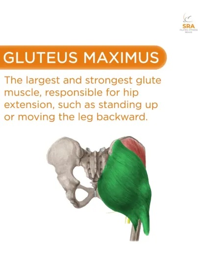 The Gluteus Maximus is the largest and strongest glute muscle. It's responsible for powerful movements like standing up and is a key focus in our workouts.
