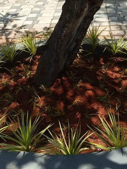 Plants, Planters & Green Accents photo 5