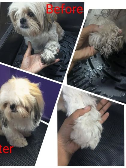 Bengaluru Pet Company - Pet Grooming The Glow-Up: Before & After Transformations photo 42