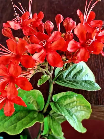 Clerodendrum splendens is a vibrant climbing plant with brilliant red flowers. It's an excellent choice for adding intense color to a wall or trellis in a sunny spot.