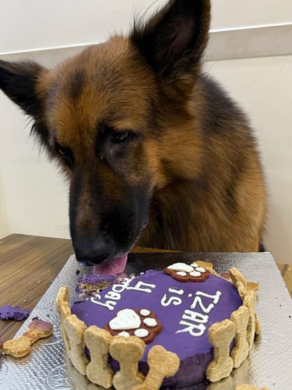 This cake didn't stand a chance! We love seeing dogs enjoy every last crumb of their healthy, specially-made birthday treats.