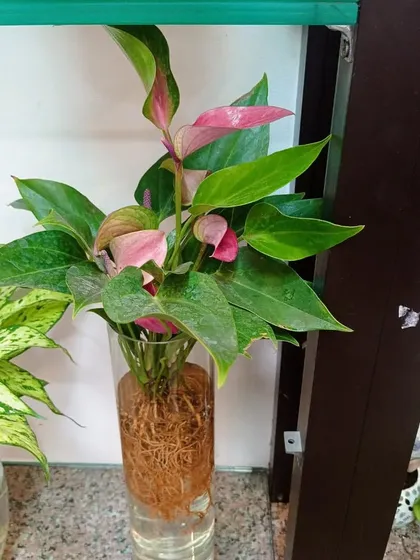 A pink Anthurium thriving in a tall glass vase. The roots are healthy and the plant is producing new flowers.