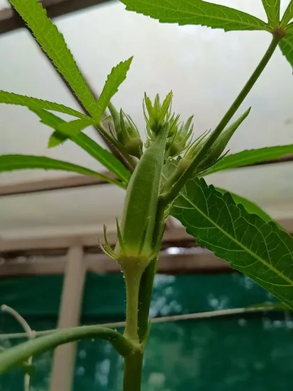 Multiple okra pods growing on a single stem, a sign of a very healthy and well-managed plant.