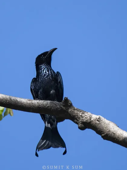 A Hair-crested Drongo, distinguished by the long, hair-like feathers on its crest and its unique flared tail. A lifer for me near Rajaji Tiger Reserve.
