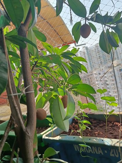 Your Edible Garden Harvest photo 5