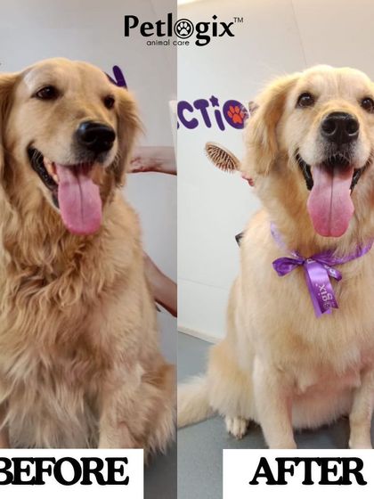 This Golden Retriever is glowing after a de-shedding treatment and trim. Regular grooming is essential for large breeds to maintain a healthy coat and skin.