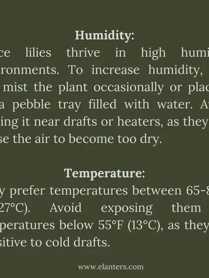 Peace Lily Care Part 2: Humidity and Temperature. These plants love high humidity, so misting them helps. Keep them in a warm spot away from cold drafts or heaters.